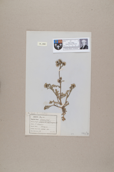 NHM_HH_29.60-2010 image NHM_HH_29.60-2010