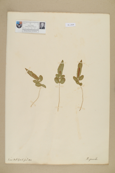 NHM_HH_42.128-2010 image NHM_HH_42.128-2010