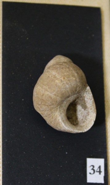 NHM-FT.34-2016 image NHM-FT.34-2016