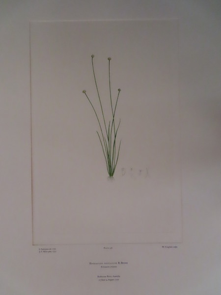 image FDA-E.2916_15_24-2016-A