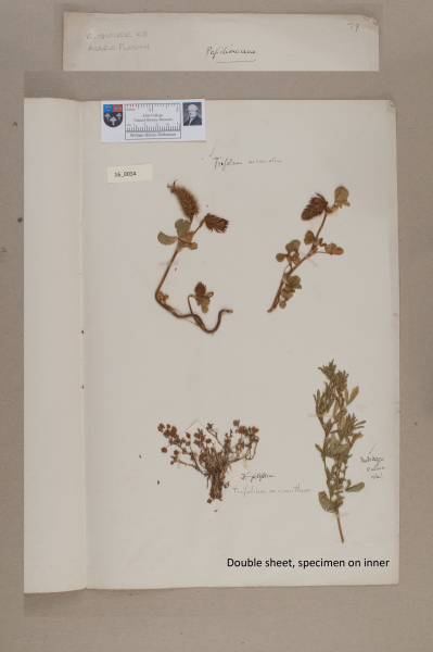 NHM_HH_16.34-2010 image NHM_HH_16.34-2010