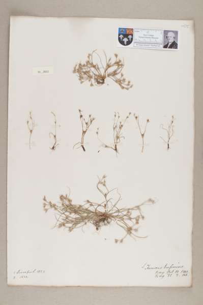 NHM_HH_31.11-2010 image NHM_HH_31.11-2010