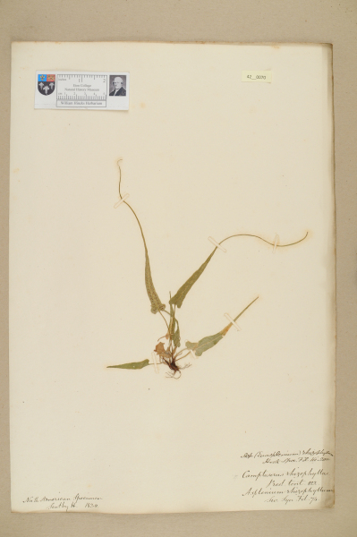 image NHM_HH_42.70-2010