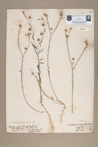 NHM_HH_18.32-2010 image NHM_HH_18.32-2010