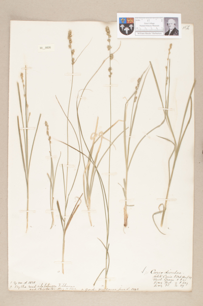 NHM_HH_33.26-2010 image NHM_HH_33.26-2010