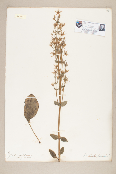 NHM_HH_44.11-2010 image NHM_HH_44.11-2010