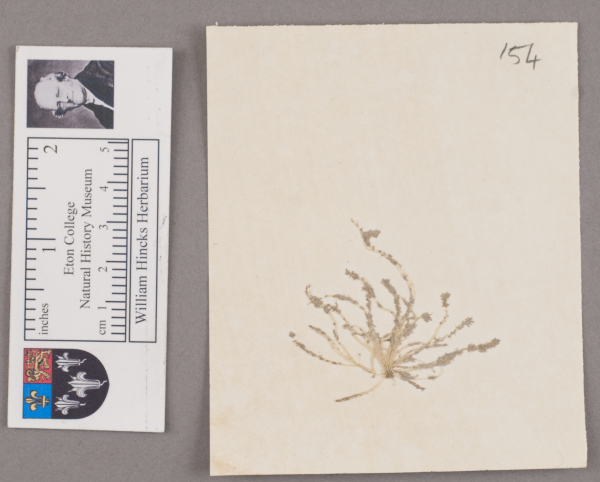 NHM_HH_1.154-2010 image NHM_HH_1.154-2010