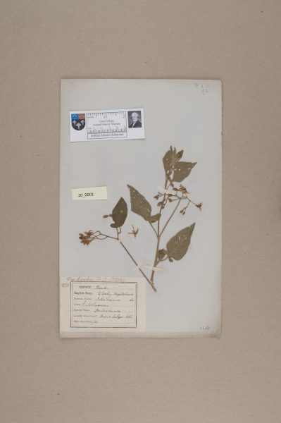 NHM_HH_20.1-2010 image NHM_HH_20.1-2010