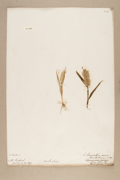 NHM_HH_34.32-2010 image NHM_HH_34.32-2010