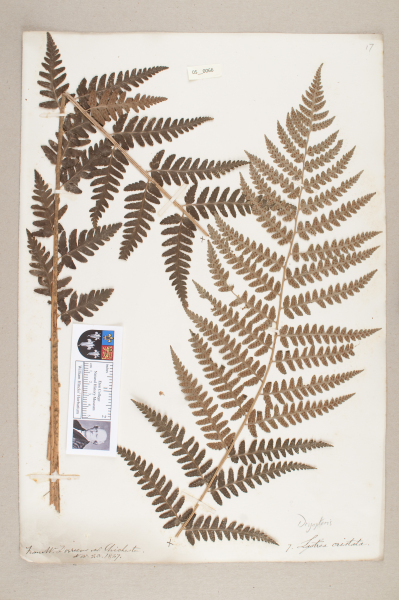 NHM_HH_5.66-2010 image NHM_HH_5.66-2010