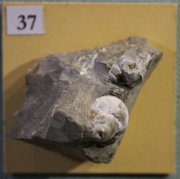 NHM.498-2017 image NHM.498-2017