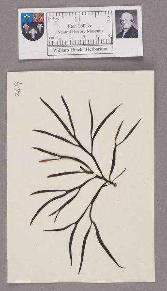 NHM_HH_1.249-2010 image NHM_HH_1.249-2010