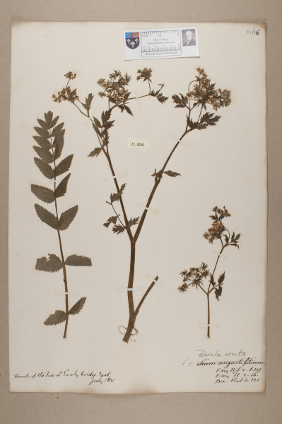 NHM_HH_21.41-2010 image NHM_HH_21.41-2010