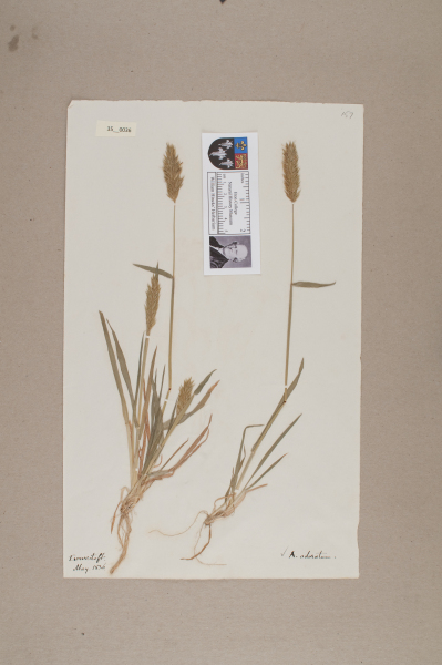 NHM_HH_35.36-2010 image NHM_HH_35.36-2010