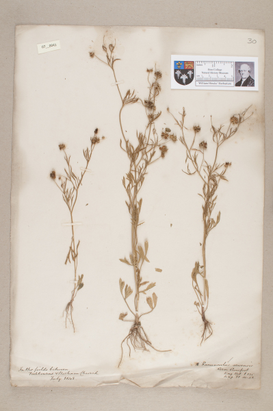 NHM_HH_7.41-2010 image NHM_HH_7.41-2010