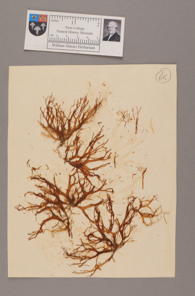 NHM_HH_1.65-2010 image NHM_HH_1.65-2010