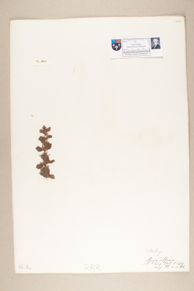 NHM_HH_23.27-2010 image NHM_HH_23.27-2010