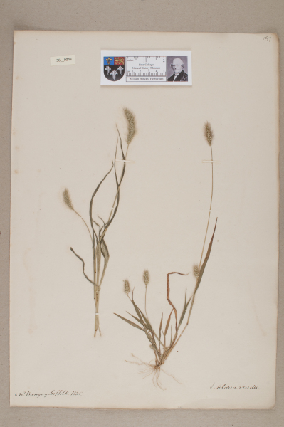 NHM_HH_36.48-2010 image NHM_HH_36.48-2010