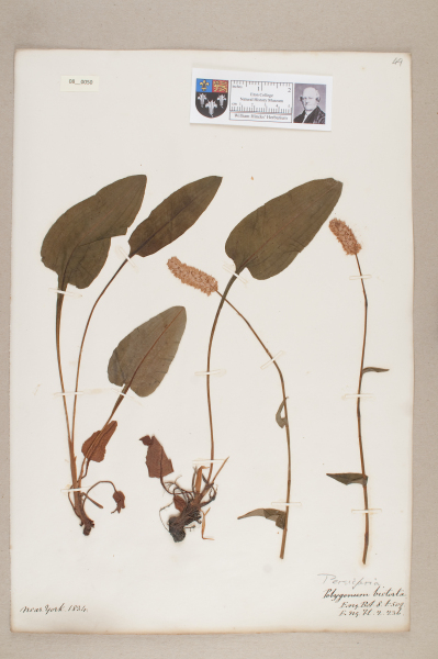 NHM_HH_8.50-2010 image NHM_HH_8.50-2010