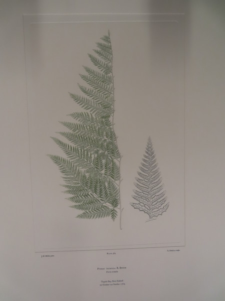 image FDA-E.2916_27_11-2016-A