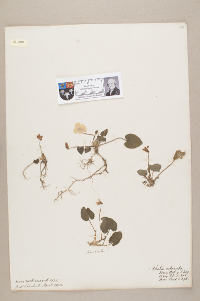 NHM_HH_10.60-2010 image NHM_HH_10.60-2010