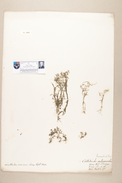 NHM_HH_24.4-2010 image NHM_HH_24.4-2010