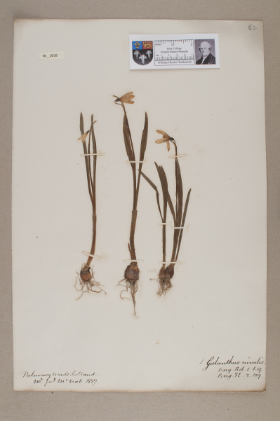 NHM_HH_38.38-2010 image NHM_HH_38.38-2010