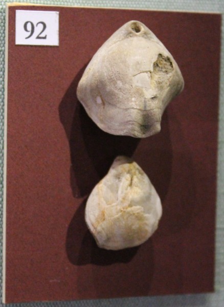 NHM.553-2017 image NHM.553-2017