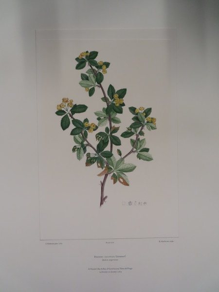 image FDA-E.2916_32_6-2016