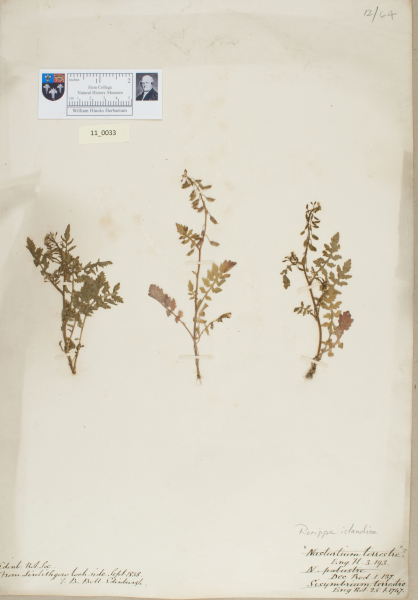 NHM_HH_11.33-2010 image NHM_HH_11.33-2010