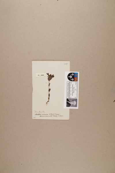 NHM_HH_25.95-2010 image NHM_HH_25.95-2010