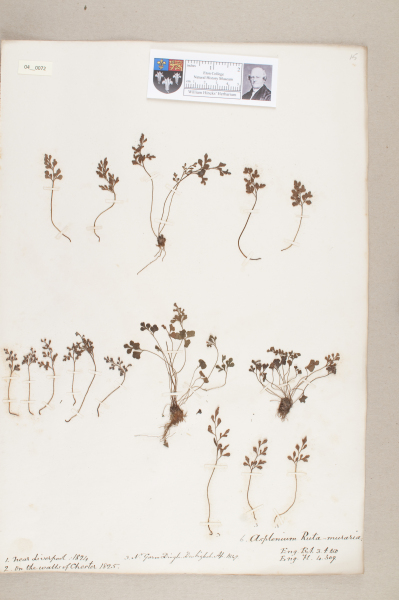 NHM_HH_4.72-2010 image NHM_HH_4.72-2010