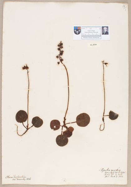 NHM_HH_12.34-2010 image NHM_HH_12.34-2010