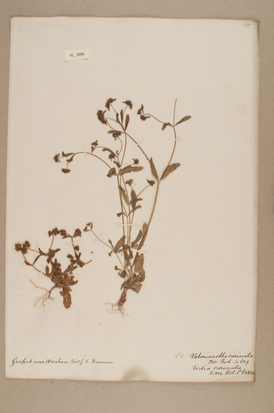 NHM_HH_26.88-2010 image NHM_HH_26.88-2010