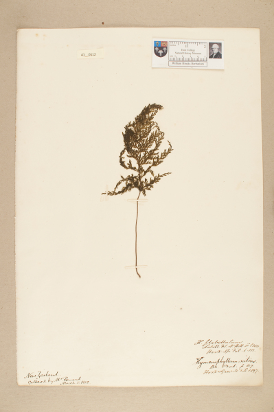 NHM_HH_41.112-2010 image NHM_HH_41.112-2010