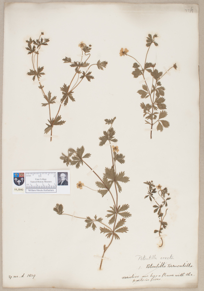 NHM_HH_13.43-2010 image NHM_HH_13.43-2010