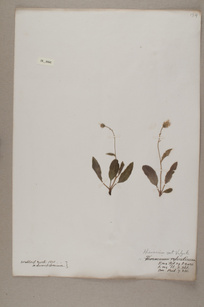 NHM_HH_28.60-2010 image NHM_HH_28.60-2010