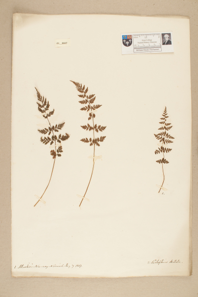 image NHM_HH_41.47-2010