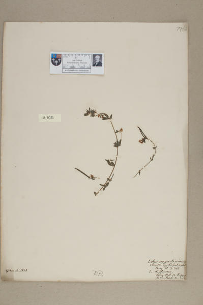 NHM_HH_15.21-2010 image NHM_HH_15.21-2010