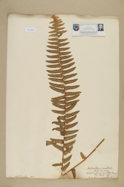 NHM_HH_42.137-2010 image NHM_HH_42.137-2010