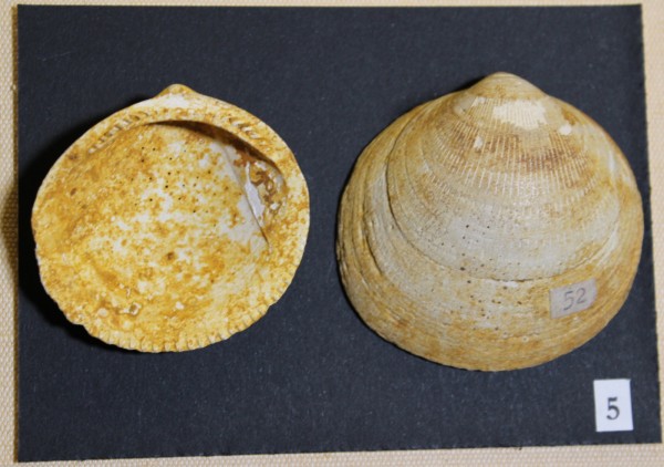 NHM-FT.5__-2016 image NHM-FT.5__-2016