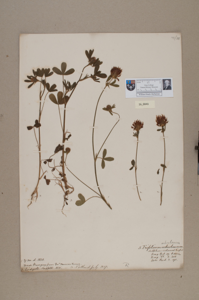 NHM_HH_16.43-2010 image NHM_HH_16.43-2010