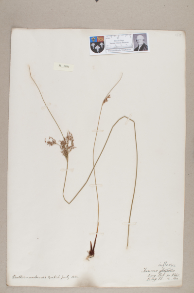 NHM_HH_31.20-2010 image NHM_HH_31.20-2010