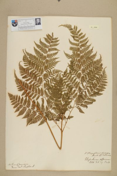 NHM_HH_42.8-2010 image NHM_HH_42.8-2010