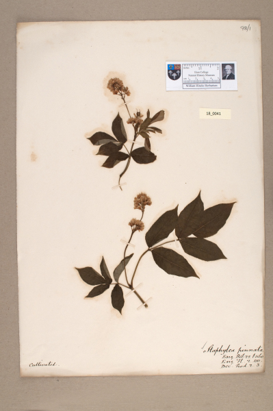 NHM_HH_18.41-2010 image NHM_HH_18.41-2010