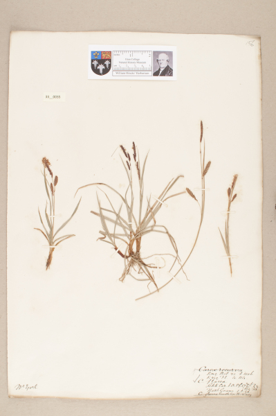 image NHM_HH_33.35-2010