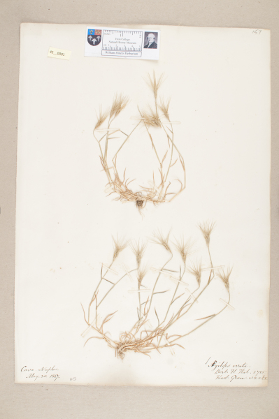 NHM_HH_45.1-2010 image NHM_HH_45.1-2010