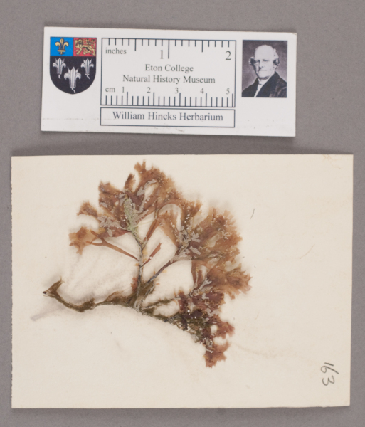 NHM_HH_1.163-2010 image NHM_HH_1.163-2010