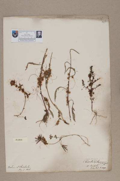 NHM_HH_20.19-2010 image NHM_HH_20.19-2010