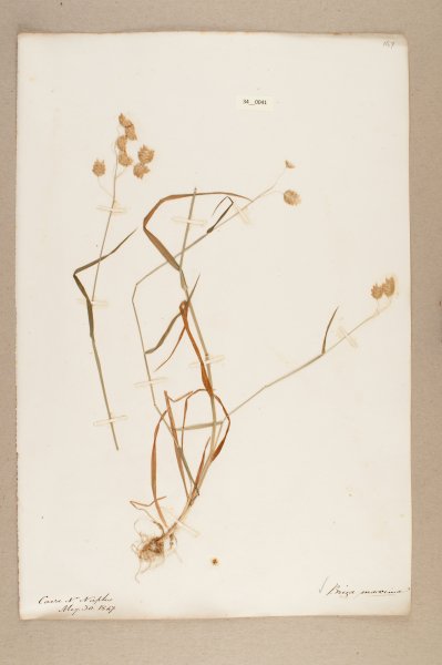 NHM_HH_34.41-2010 image NHM_HH_34.41-2010